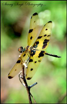 The Golden Dragon Fly